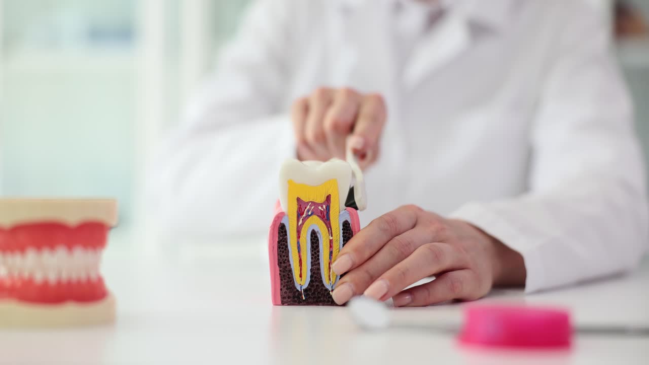 Dental Professional Demonstrating Tooth Anatomy and Oral Care