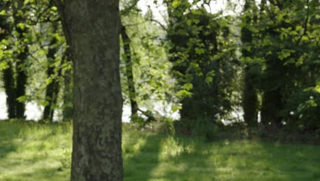 Close-Up-of-Trees-in-Early-Morning-with-Sun-Flare-and-Lake-Background