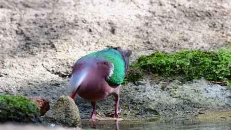 paloma esmeralda común acicalándose después de un baño en el bosque durante un día caluroso, chalcophaps indica, en cámara lenta