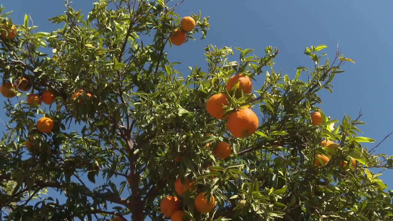Orange Tree with Ripe Oranges