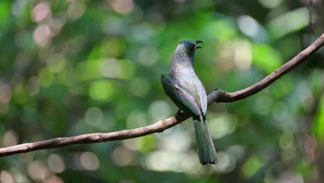 Seen-from-its-back-swinging-on-the-vine-while-opening-its-mouth,-Blue-bearded-Bee-eater-Nyctyornis-athertoni,-Thailand