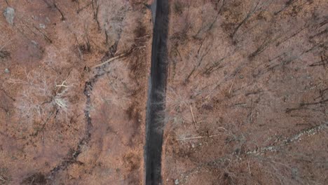 rugged logging road through a rocky forest with a bare, deciduous tree canopy in the appalachian mountains during winter or fall