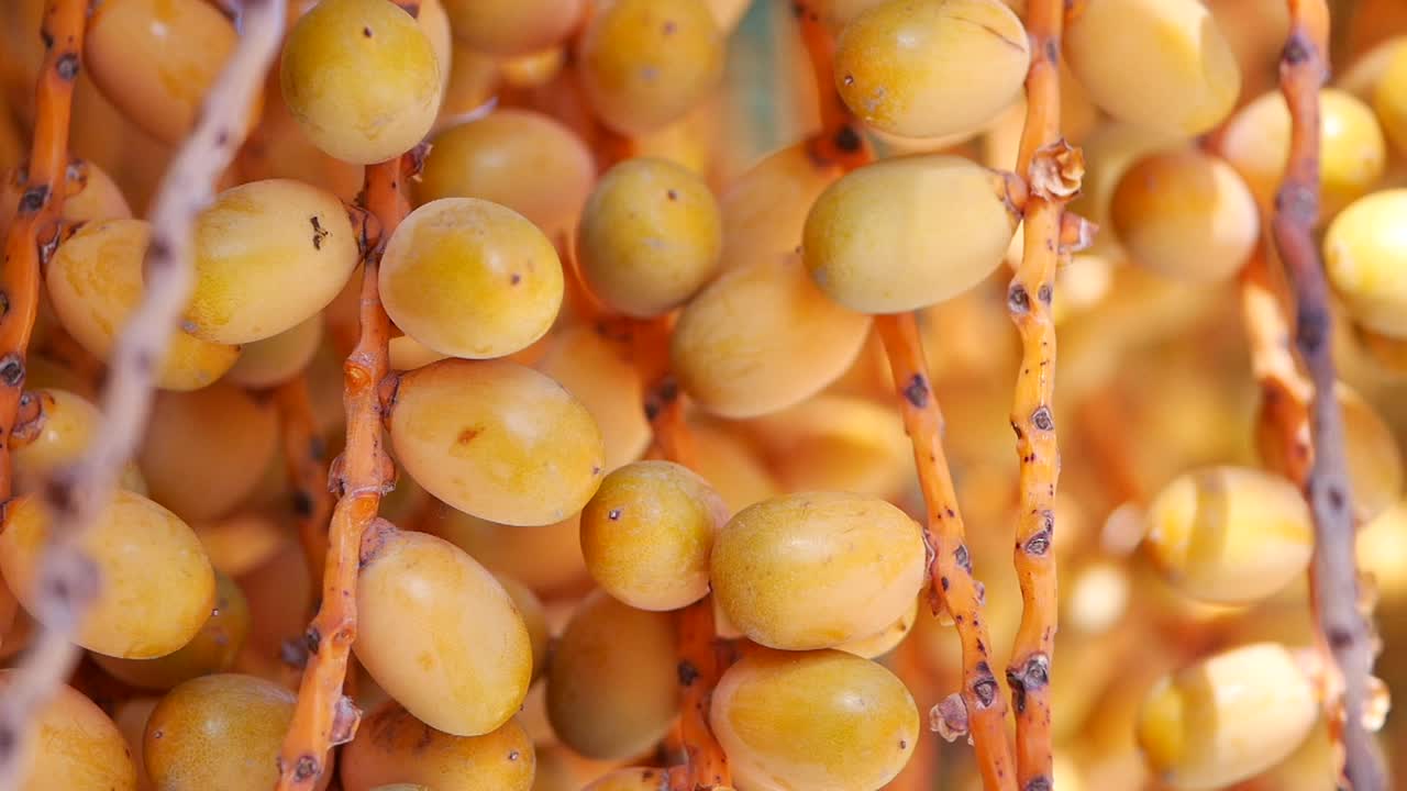 Close up of Dates on a Date Palm Tree