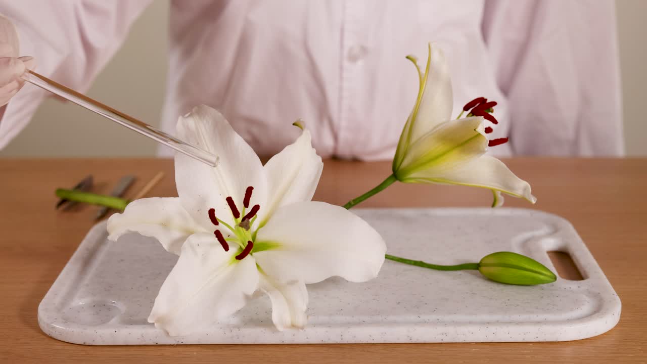 En videnskabsmand i en laboratoriekittel undersøger en liljeblomst ved hjælp af en pipette på en bakke, hvilket fremhæver botanisk forskning.