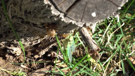 A-cicada-hangs-from-its-exoskeleton-while-a-wasp-flies-in-beside-it