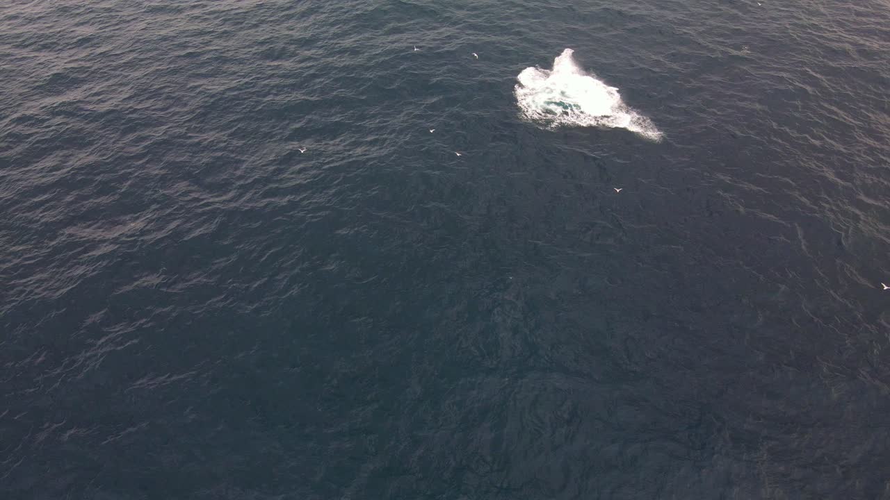 호주 뉴사우스웨일즈 본다이 해변 근처 바다에서 혹등고래 위를 날아다니는 바닷새