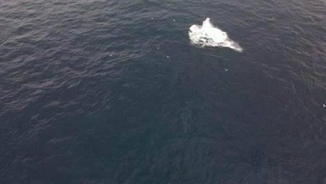 seabirds flying over humpback whale breaching in the ocean near bondi beach in nsw, australia