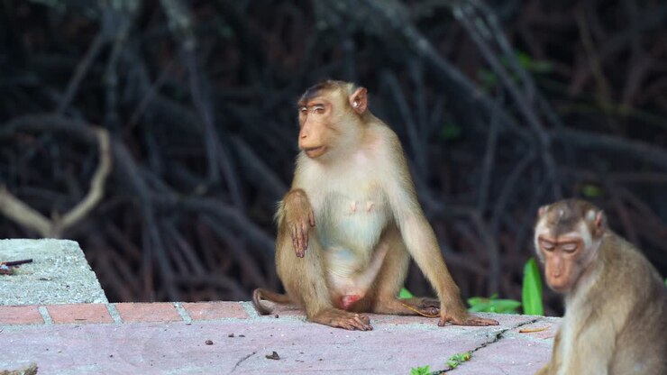 Pig-tailed macaques sit calmly on a stone pavement near dense mangrove roots, hanging out in the urban park, curiously wondering around the surroundings, close up shot