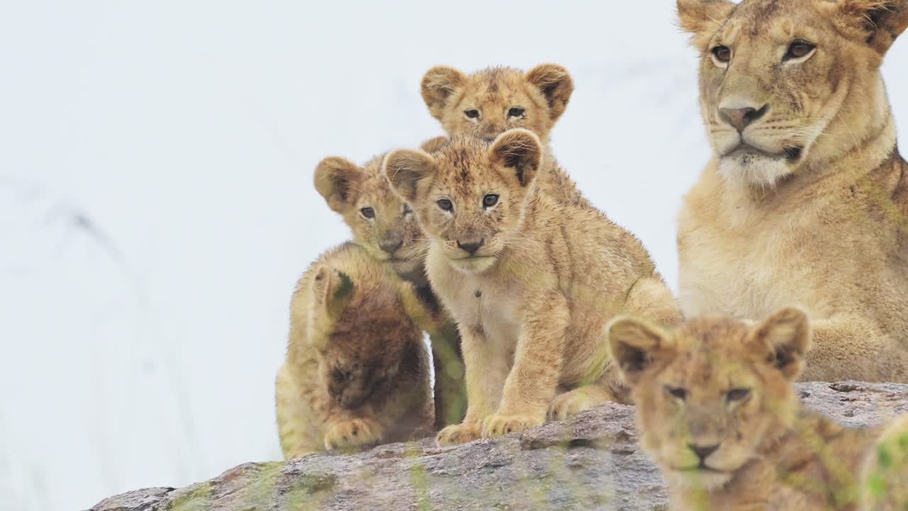 leeuwen trots met leeuwenjongens in serengeti national park in tanzania in afrika, moeder leeuwin met veel jonge schattige kleine leeuwenkinderen op afrikaanse wildlife safari, baby dieren in afrika