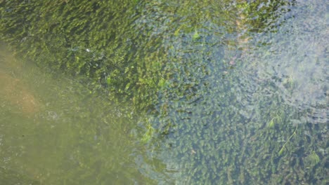 water flowing over moss in cardiff park