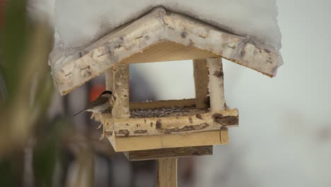 close up video of birds in a birdhouse flying, eating, and looking for food in wintertime with nature covered in snow, video in 4k in 120fps