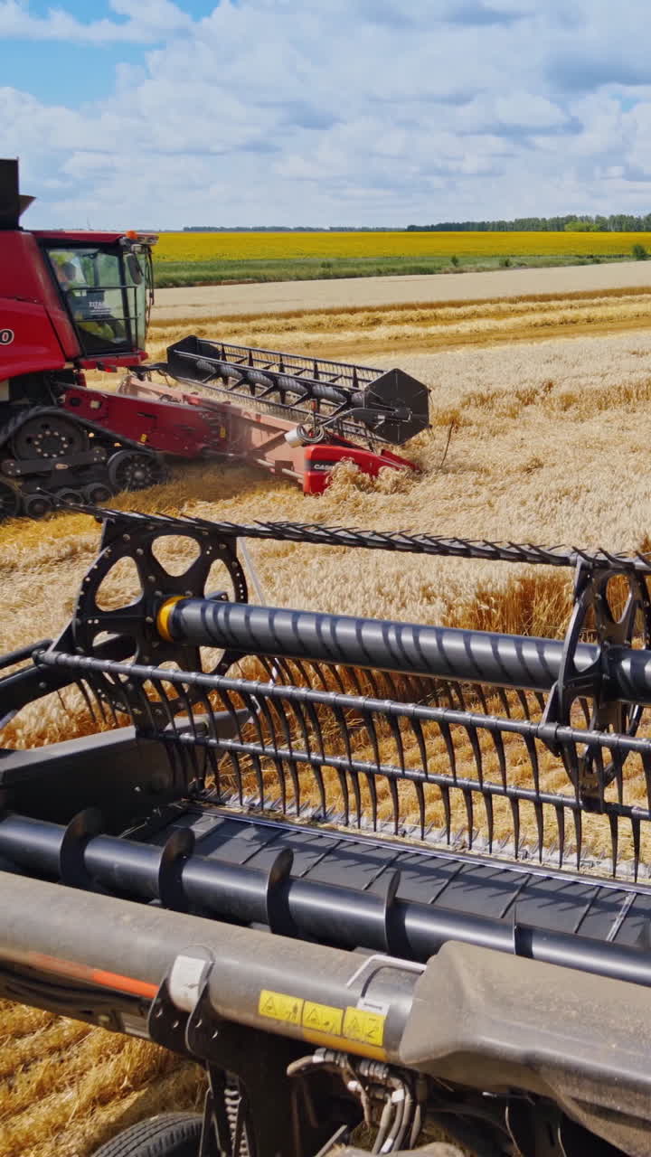 cosecha de campo de trigo con cosechadora