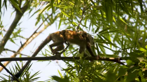 Madre-Mono-Ardilla-Con-Bebé-En-Su-Espalda-Cruzando-En-Una-Rama-De-árbol