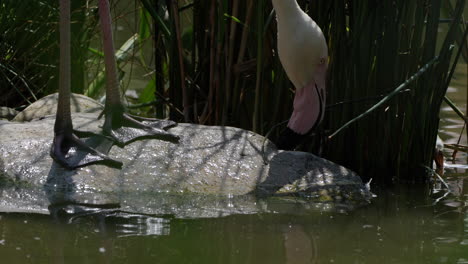 close up shot of wild flamingo stepping on hot rock,drinking and hunting with beak in natural lake