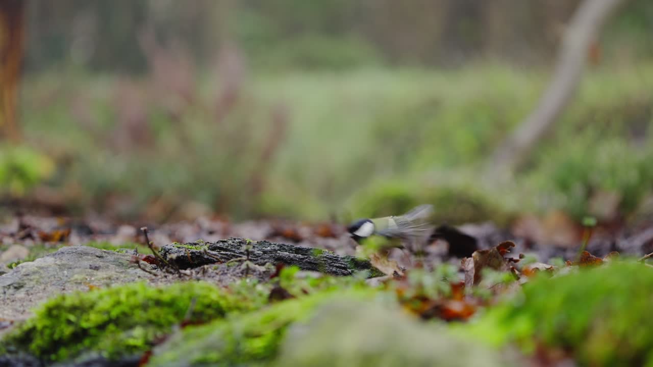 Koolmees zit op een bemoste boomstam, hoofd nieuwsgierig gekanteld in zacht boslicht, vleugels stil