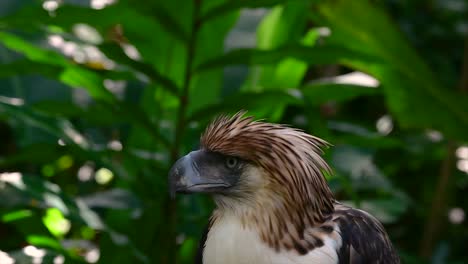 the philippine eagle also known as the monkey-eating eagle is critically endangered and can live for sixty years feeding on monkeys, flying lemurs, and small mammals as an opportunist bird of prey