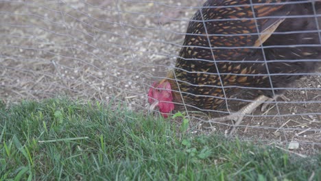 Chicken-Eating-Grass-Through-Wire-Fence-Enclosure-in-4K-Slow-Motion