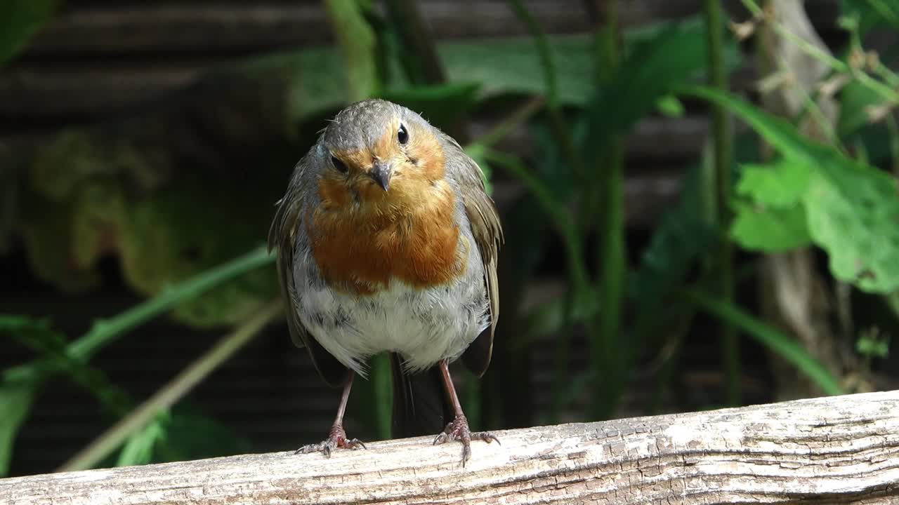 Robin redbreast, Erithacus rubecula, looking forwards and looking around