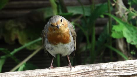 robin redbreast, erithacus rubecula, looking forwards and looking around