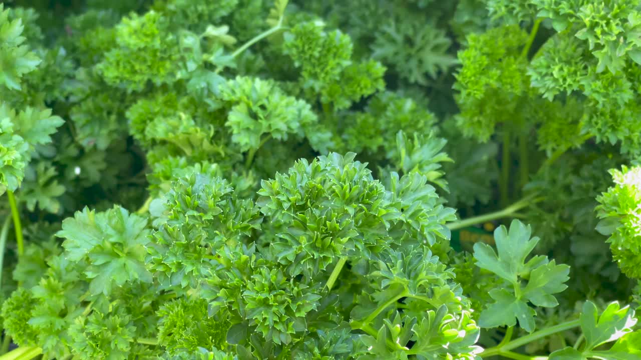 Frodigt gröna växter förskönar och diversifierar en botanisk trädgård - isolerad