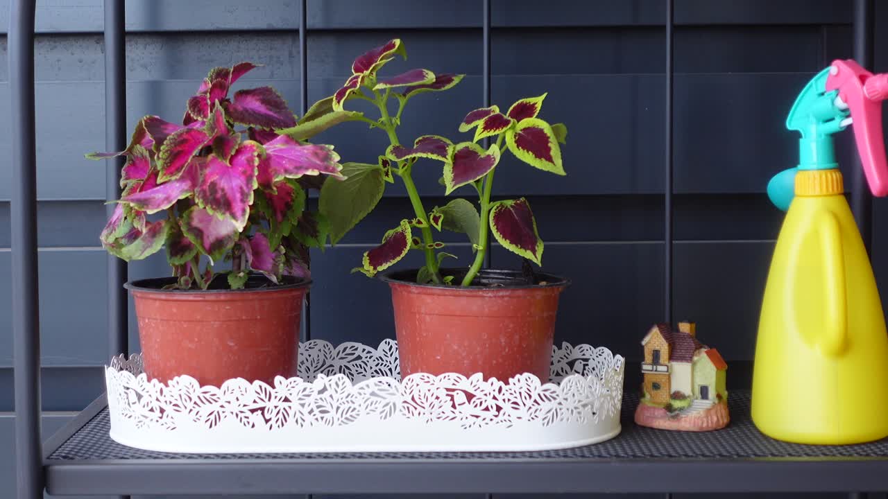 Plants on a Shelf with Watering Can