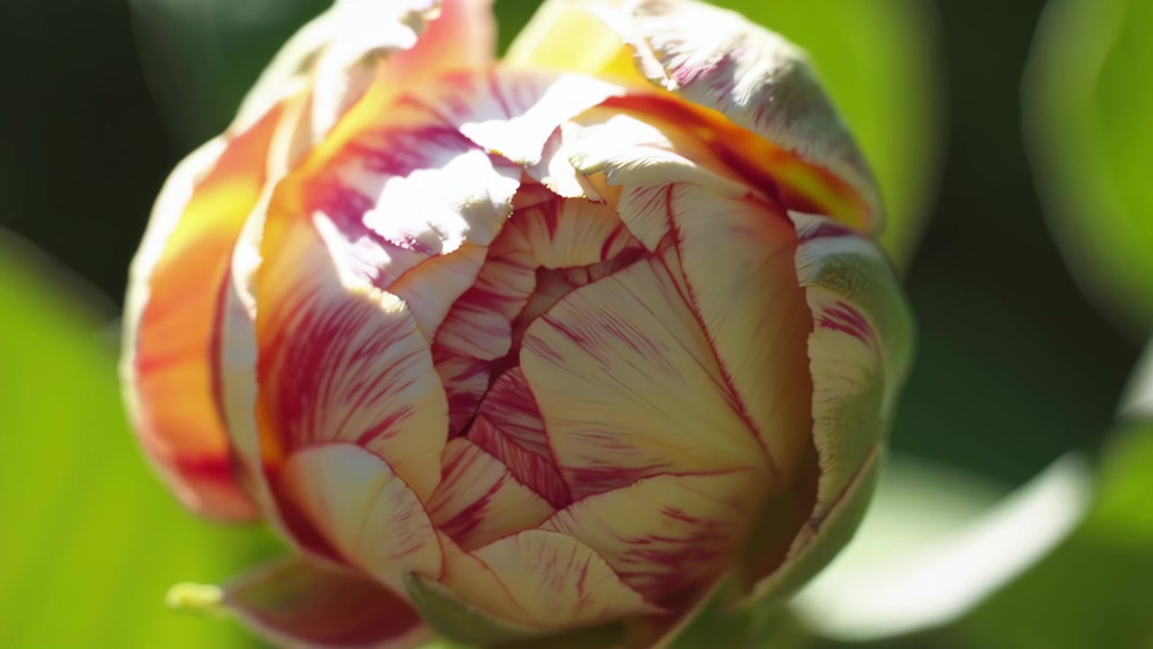 Time-lapse di un fiore di tulipano variegato che sboccia