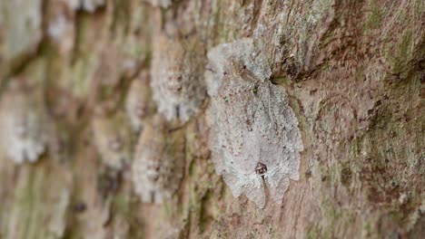 insects from the genus &quot;phloea sp