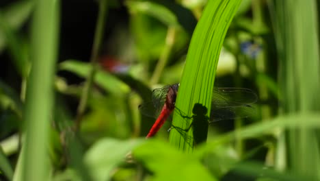 dragonfly  in grass uhd mp4 4k video ..