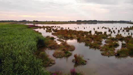 aerial dolly flying over nature reserve of crezeepolder