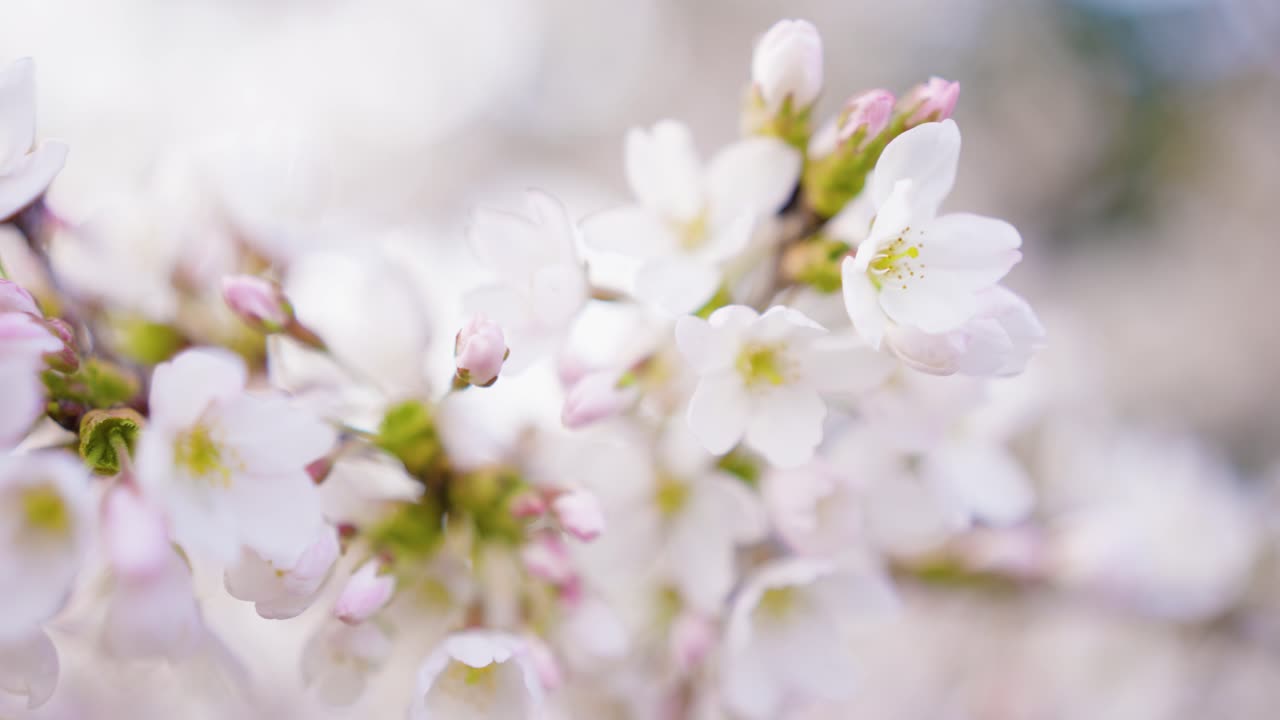 Delicate Cherry Blossoms in Springtime
