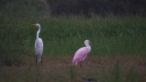 an egret and a roseate spoonbill relax during the monsoon rain in arizona