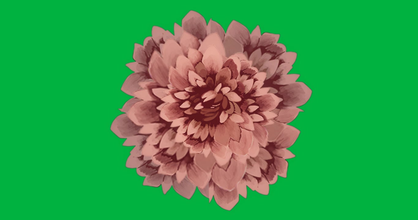 Designer colocando cabeça de flor com pinceladas sobre fundo transparente, animando pétalas para marketing