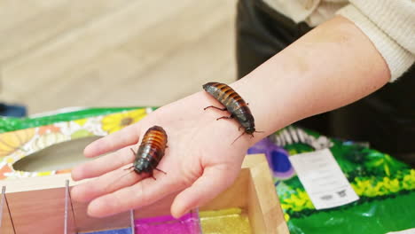 person holding two large insects