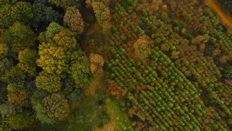 top down aerial colorful autumn forest with green tree line - drone shot