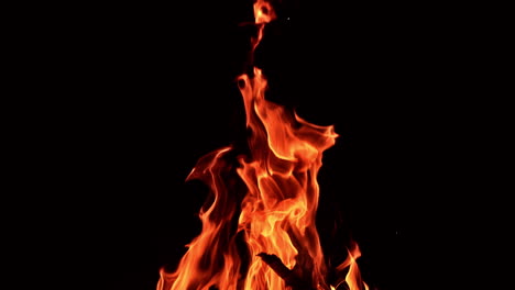 beautiful cozy campfire burning in absolute darkness. long tongues of flame rising into air.