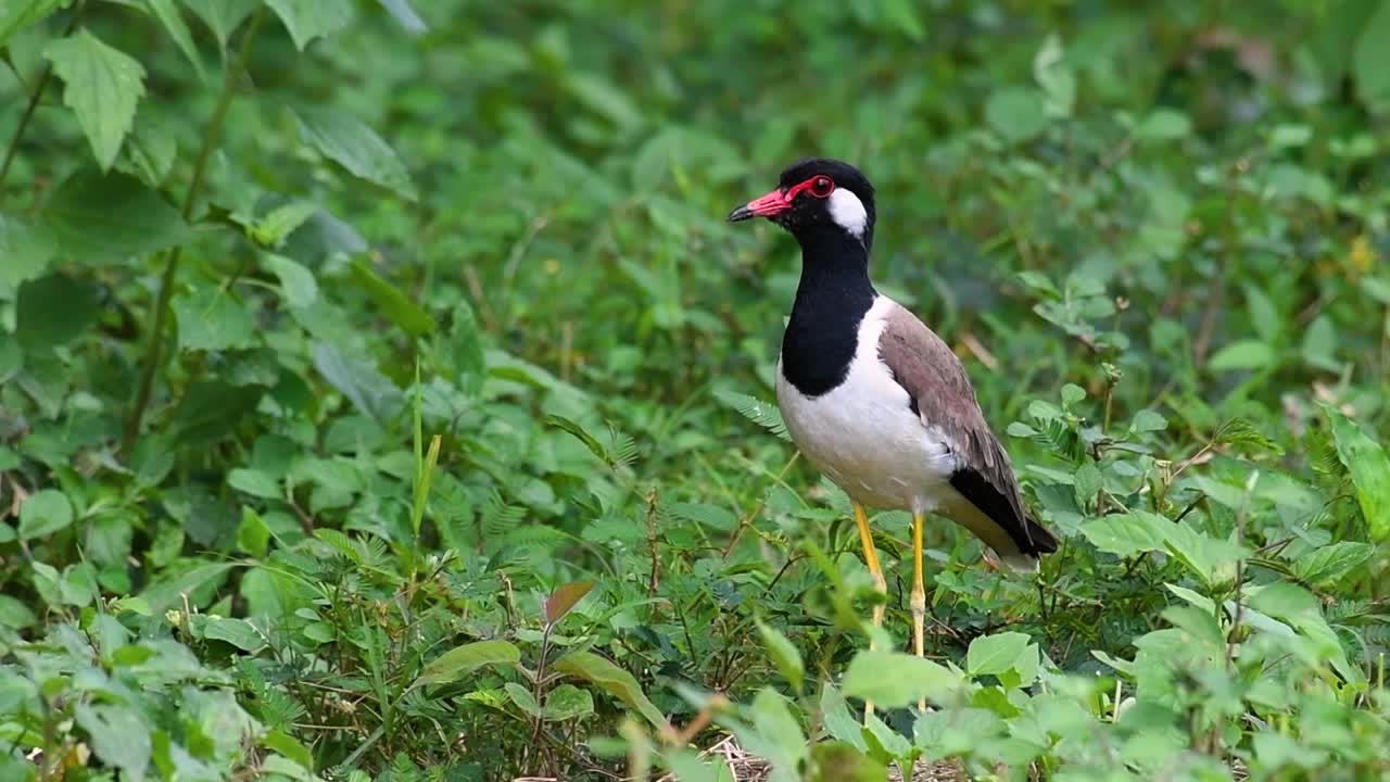 el avefría de barbas rojas es una de las aves más comunes de tailandia