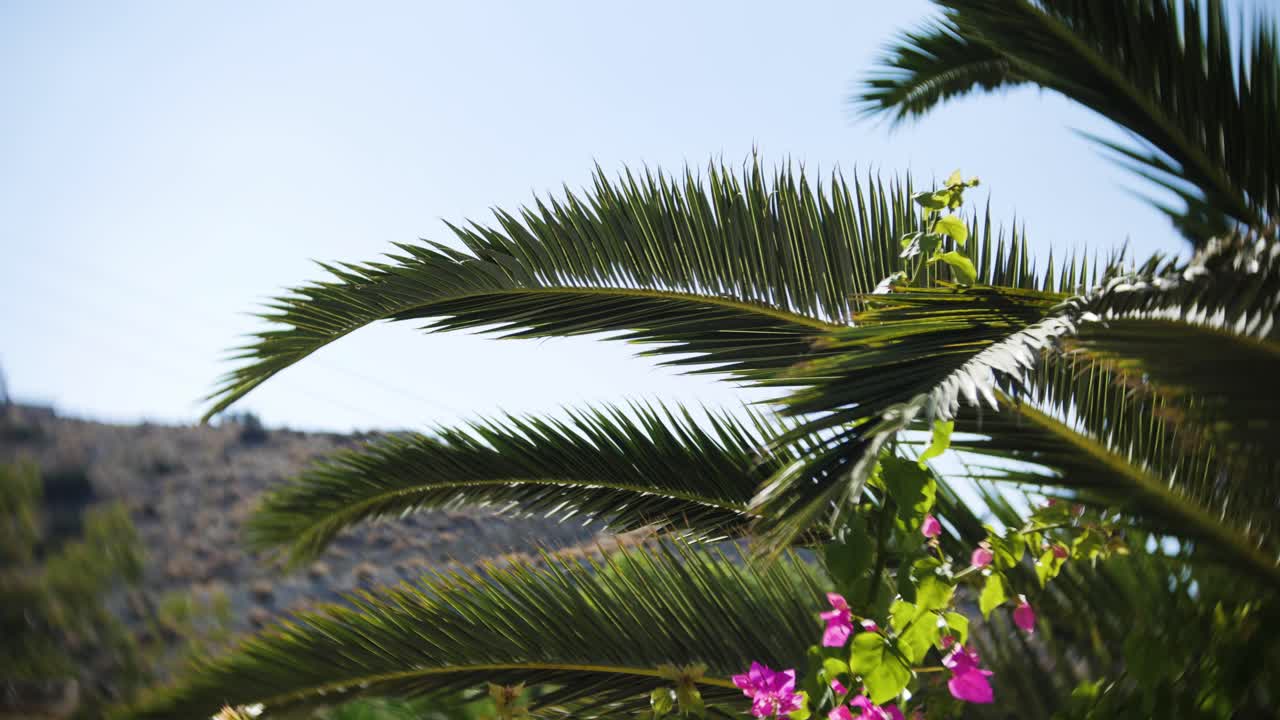 Lush green palm leaves beautifully contrast with vivid magenta flowers against a bright sunny sky, evoking feelings of warmth, nature, and tropical serenity.