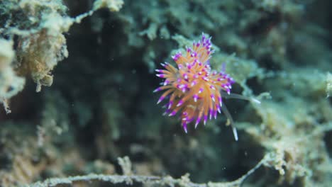 a pink coloured nudibranch swaying in the ocean current