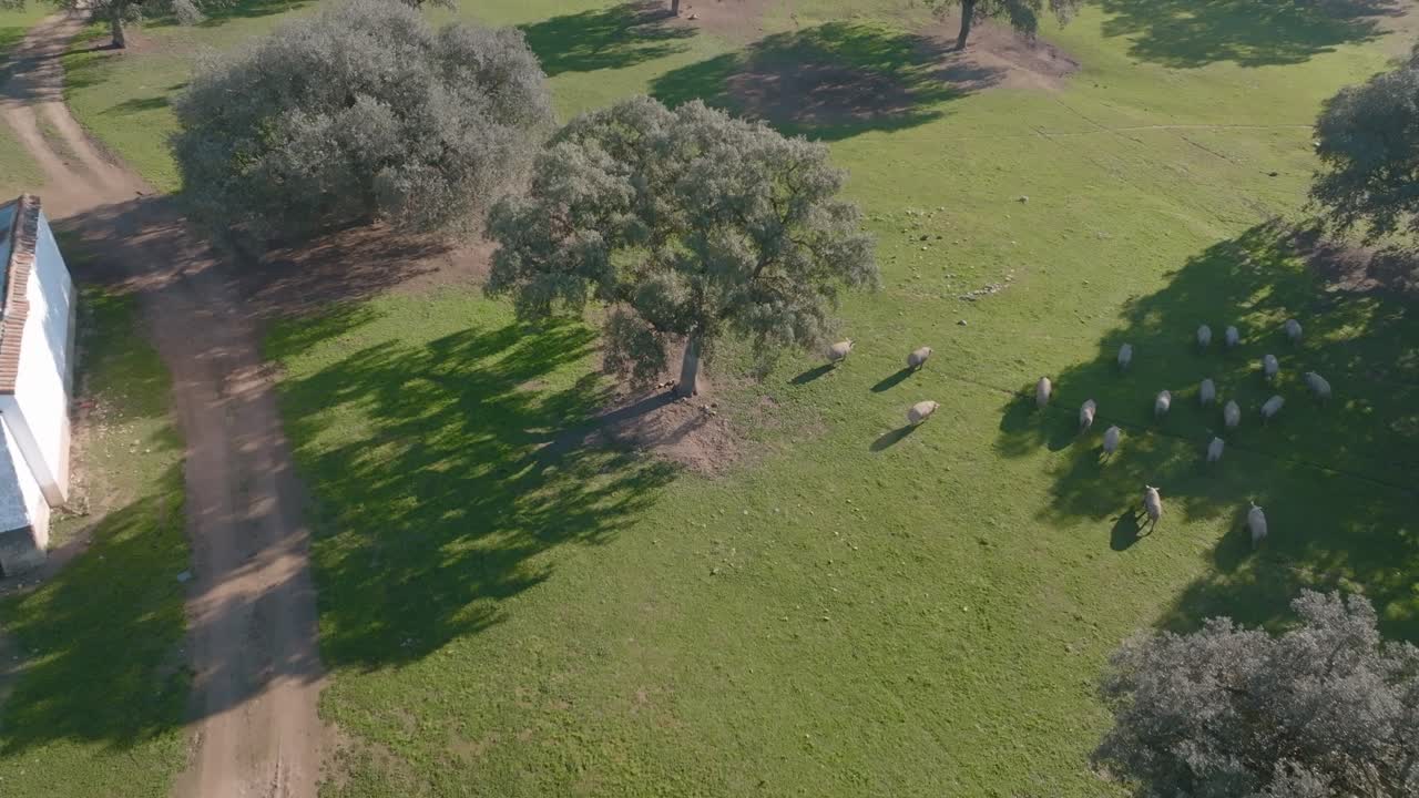Maiali iberici in corsa in un campo aperto nella Dehesa, Spagna