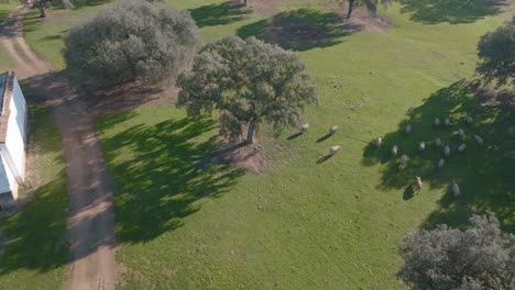 iberian pigs running through an open field in dehesa, spain