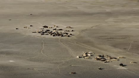seals sunbathing on massive offshore sandbank in dutch delta