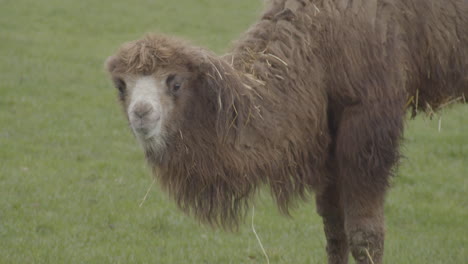 Close-up-of-camel-chewing-on-small-branch-while-looking-at-camera