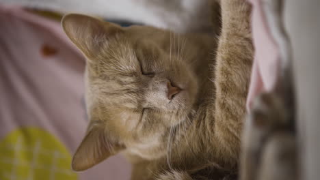 primer plano vertical gato rojo se despierta después de una siesta por la tarde