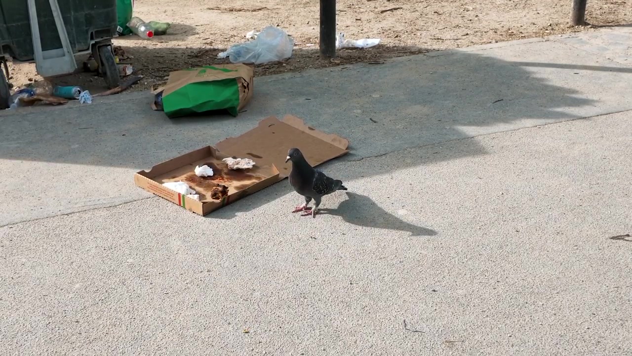 Un piccione cerca cibo all'interno di una scatola di pizza abbandonata su un marciapiede parigino soleggiato.