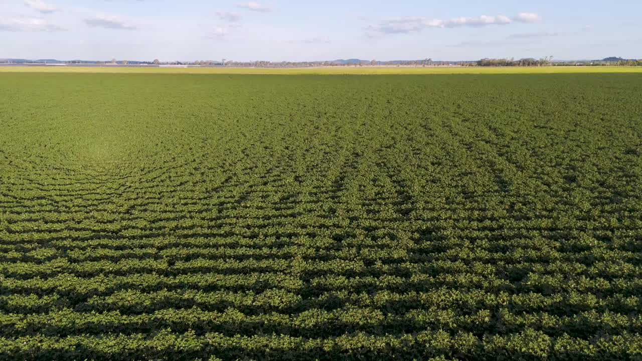 campo verde expansivo bajo un cielo despejado