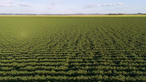 campo verde expansivo bajo un cielo despejado