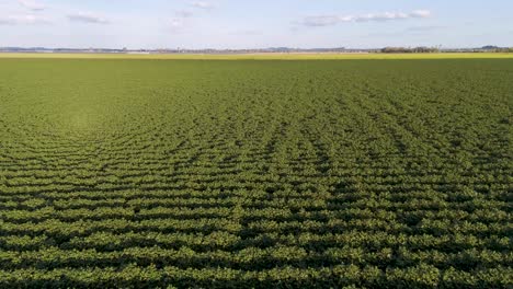 expansive green field under a clear sky