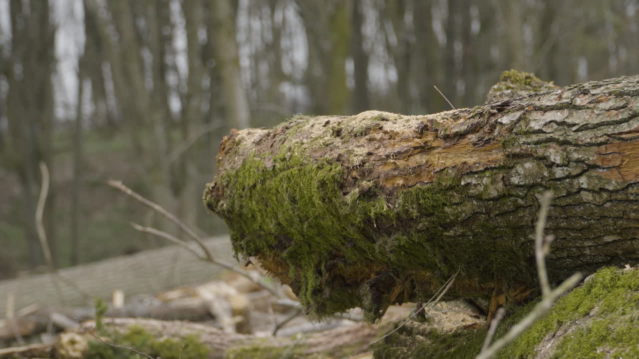 tronco de árbol de musgo en una zona de bosque talada, recolección comercial de madera