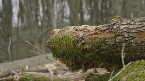 mossy tree log in clearcut area of woods, commercial timber harvesting