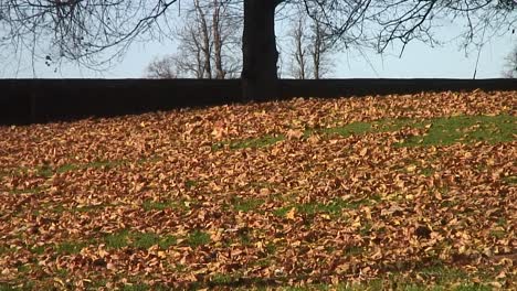 autumn leaves being blown around by a cold autumn wind at the village green in a little village in the uk called scruton